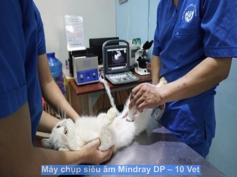 Cần lựa chọn một bệnh viện thú y chất lượng và uy tín để chăm sóc thú cưng của bạn