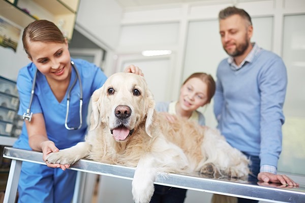 Quy trình thăm khám và điều trị thú cưng tại nhà