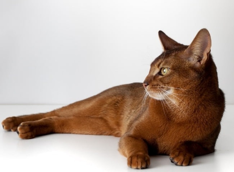 giong-meo-abyssinian-vuong-gia1