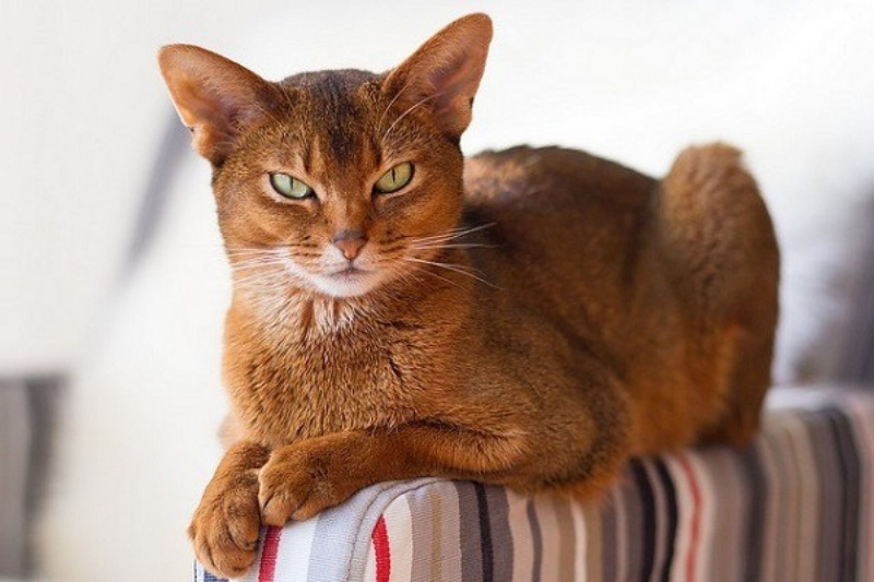 giong-meo-abyssinian-vuong-gia2