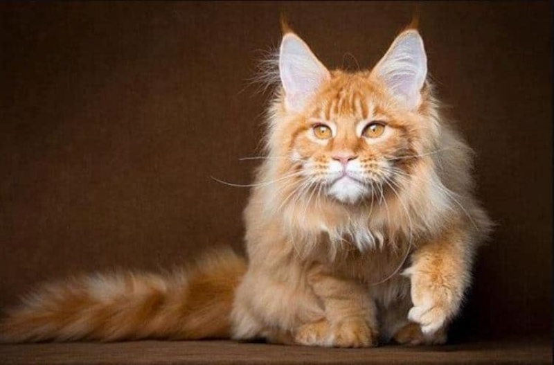 meo-maine-coon-meo-my-long-dai1