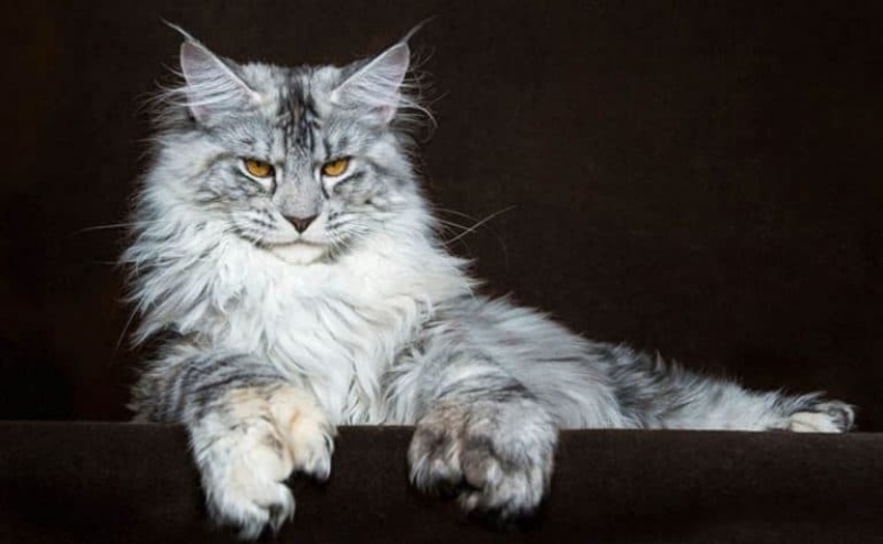 Mèo Maine Coon có bờm dài như sư tử