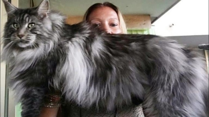 Mèo Maine Coon xinh xắn với cơ thể to lớn và bộ lông siêu dày