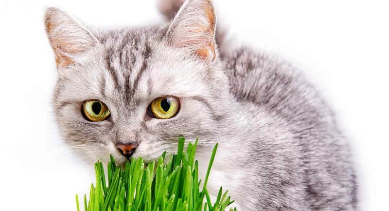 Khi bận nhai cỏ chúng sẽ quên cát ngay thôi