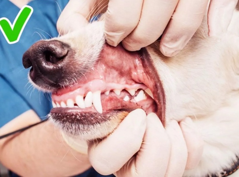 Có những dấu hiệu nào cho thấy chó bị đau do răng gãy?
