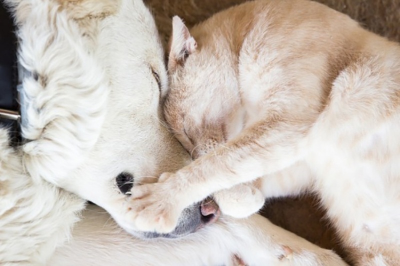 Chó mèo cưng mắc ung thư càng nên nhận được sự yêu thương chăm sóc từ chủ nuôi.