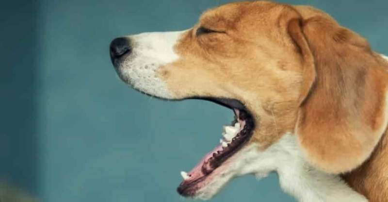 Chó thường mắc bệnh ho cũi chó ở những nơi có nhiều bé chó tụ tập chơi với nhau