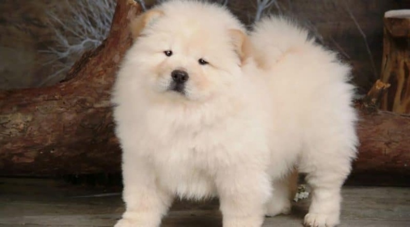 Chó Chow Chow rụng lông khá nhiều nên cần được chải chuốt thường xuyên