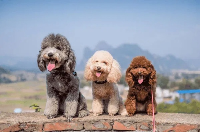 Poodle sẽ có khẩu phần ăn khác nhau tùy vào từng độ tuổi