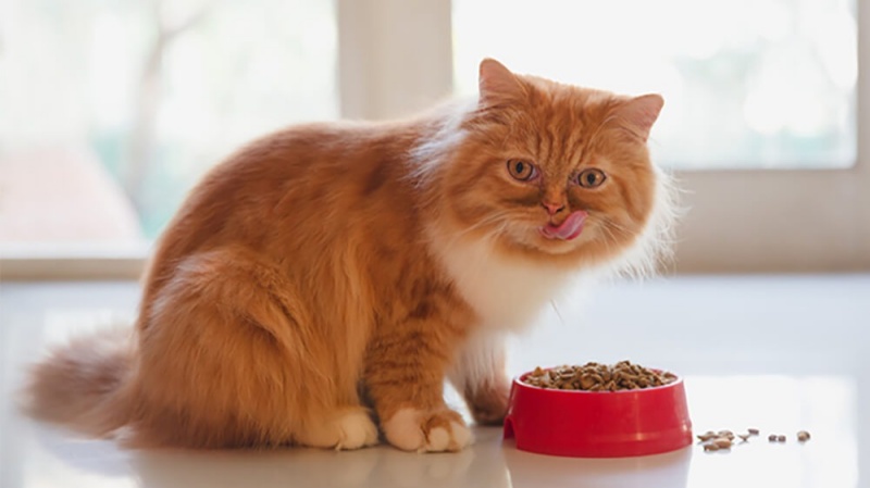 Cách làm đồ ăn cho mèo với canh thịt hỗn hợp