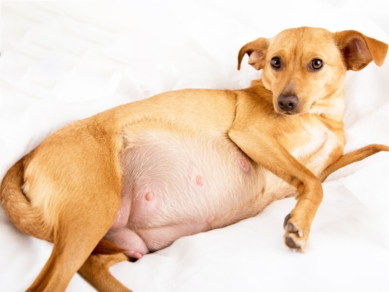 che-do-dinh-duong-cho-cho-khi-mang-thai