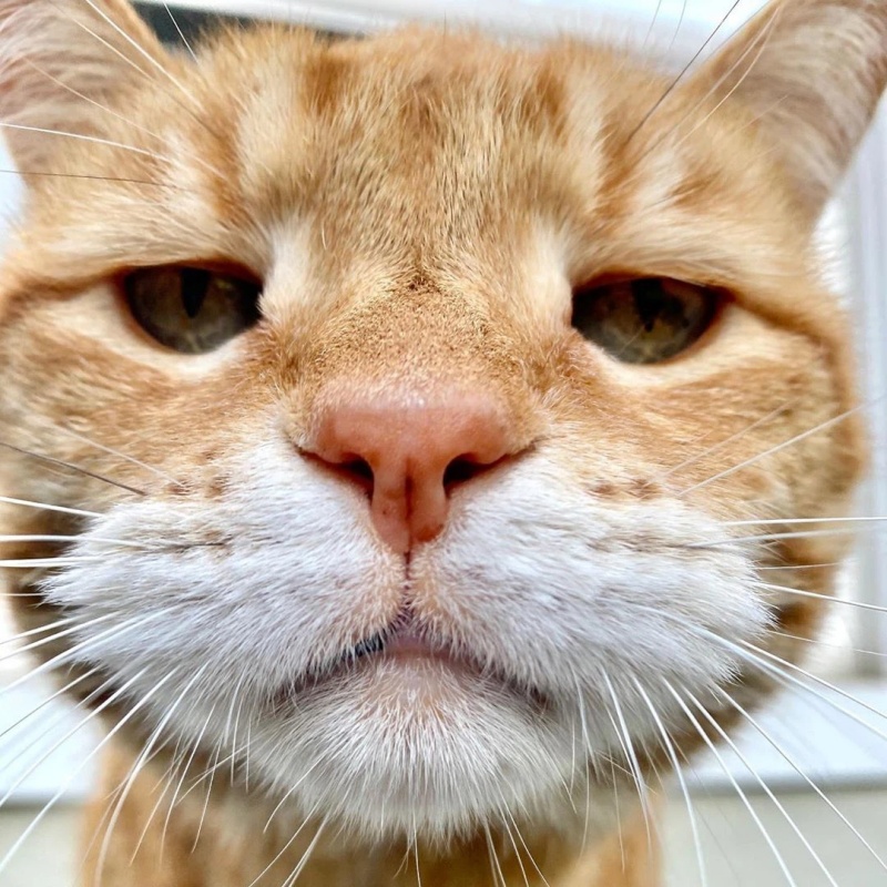 co-nen-cho-meo-su-dung-cat-huu-co-hay-khong