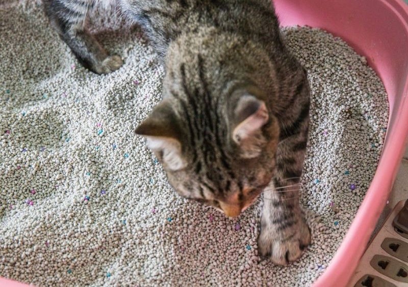 co-nen-cho-meo-su-dung-cat-huu-co-hay-khong