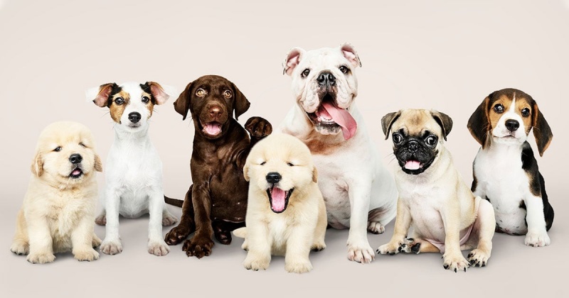 Trải nghiệm dịch vụ trông giữ chó uy tín và chuyên nghiệp tại khách sạn Thi Thi 