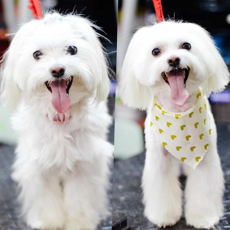 kinh-nghiem-cham-soc-thu-cung-vao-mua-he