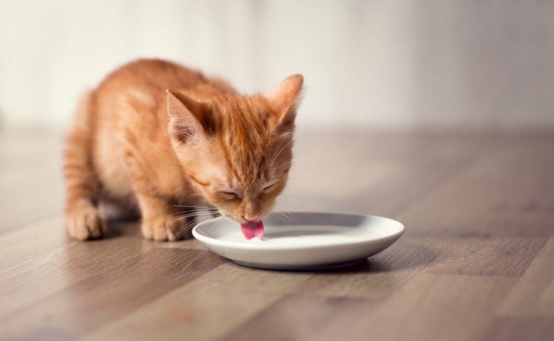 Mèo thiếu các loại men giúp phân tách lactose trong sữa tươi. Vì thế nếu mèo uống sữa tươi sẽ thường hay bị đầy bụng và tiêu chảy.