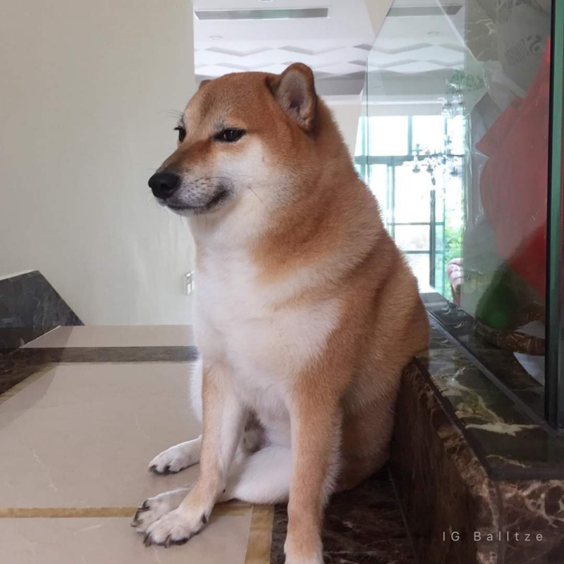 Shiba Inu là một trong những chú chó đáng yêu và thông minh nhất thế giới. Có thể chúng ta đang cần những cảm xúc tích cực, thì hãy xem hình Shiba Inu cười để cảm nhận cảm giác tươi vui và sự lạc quan. <Imageloading=