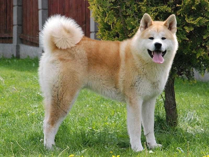 tong-hop-10-giong-cho-dat-nhat-the-gioi
