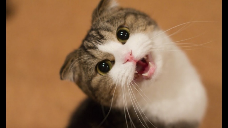 Vì sao mèo kêu nhiều và thường xuyên? - Bệnh viện Thú Y Thi Thi TP HCM
