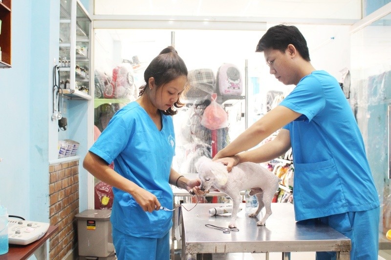 Giúp thú cưng được thăm khám, điều trị ngay tại nhà