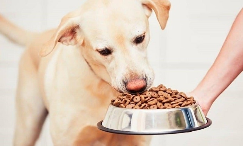 Pate đóng hộp rất được chó yêu thích vì mùi thơm và vị ngon khó cưỡng lại.