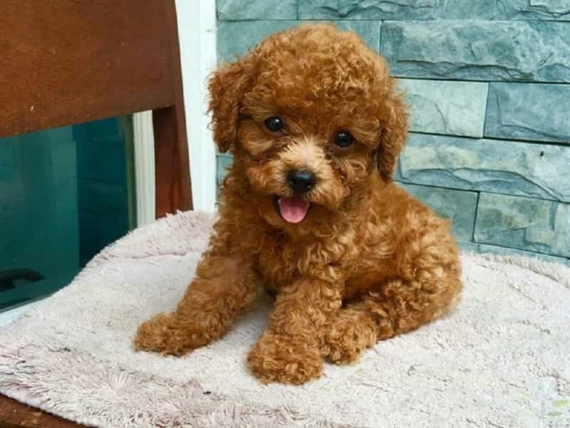 Bạn nên bắt đầu dạy chó đi vệ sinh ngay khi chúng còn nhỏ để việc huấn luyện hiệu quả hơn.