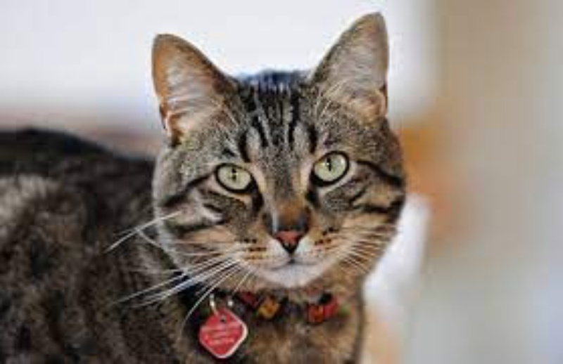 Do độ phổ biến của mình mà mèo mướp cũng xuất hiện rất nhiều trong phim ảnh.