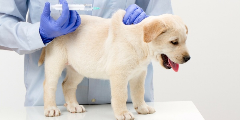 Bênh Parvo có thể phòng ngừa bằng cách tiêm chủng cho chó ngay từ nhỏ.