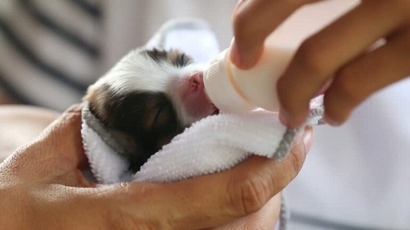 Khi đã 3 tuần tuổi, bạn có thể nạp thêm sữa bột để cún cưng có thêm nhiều dinh dưỡng cần thiết.