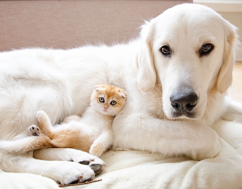 Chó và mèo nên được cho ăn khác nhau vì nhu cầu dinh dưỡng của 2 loài đều khác nhau.