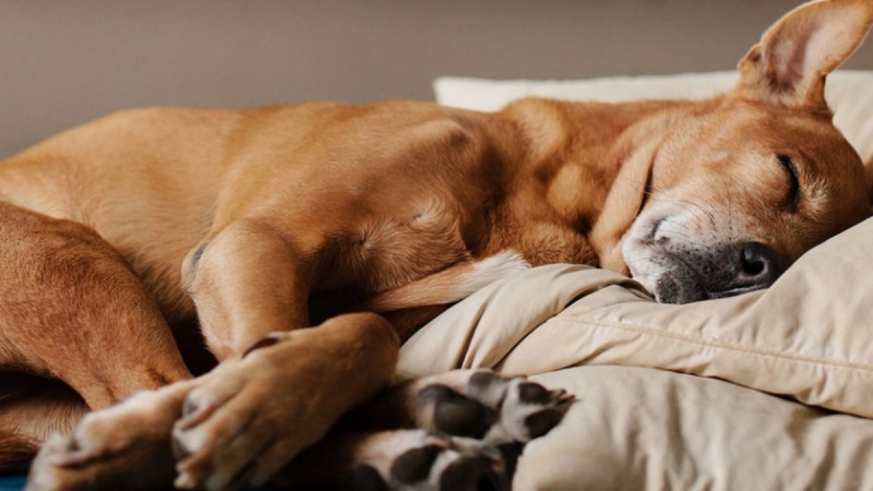 Khi chó con ngủ nhiều, đi kèm với đó là các triệu chứng khác thì bạn nên mang bé đi khám bác sĩ thú y nhé.