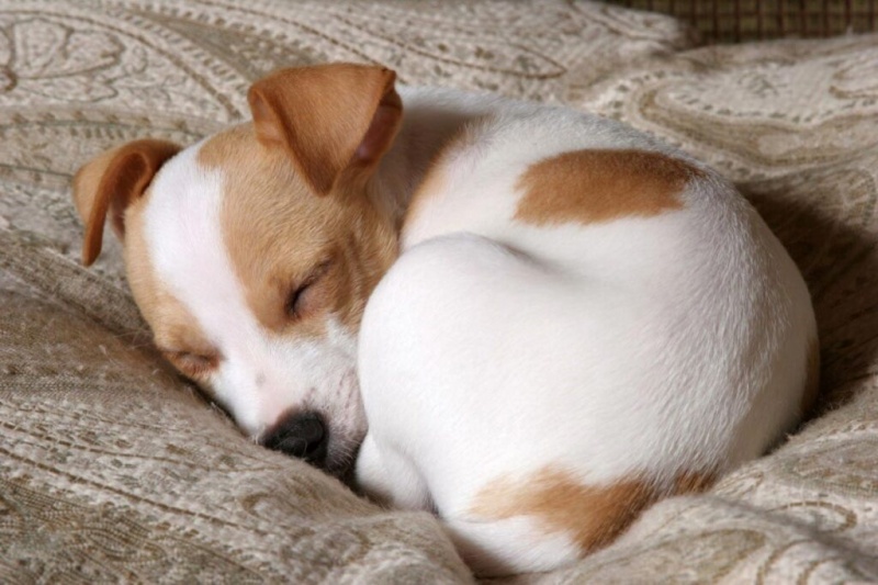 Chó con ngủ nhiều là một hoạt động bình thường của cơ thể nếu không đi kèm các triệu chứng khác