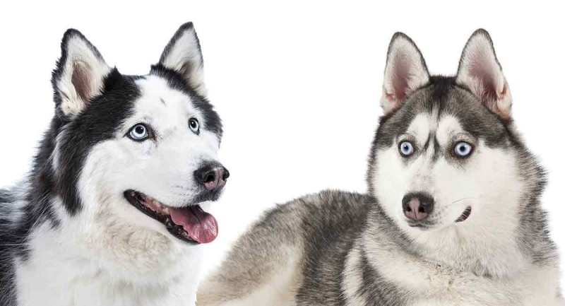 Alaska và Husky là 2 giống chó rất dễ bị nhầm lẫn nếu bạn không quan sát kỹ.