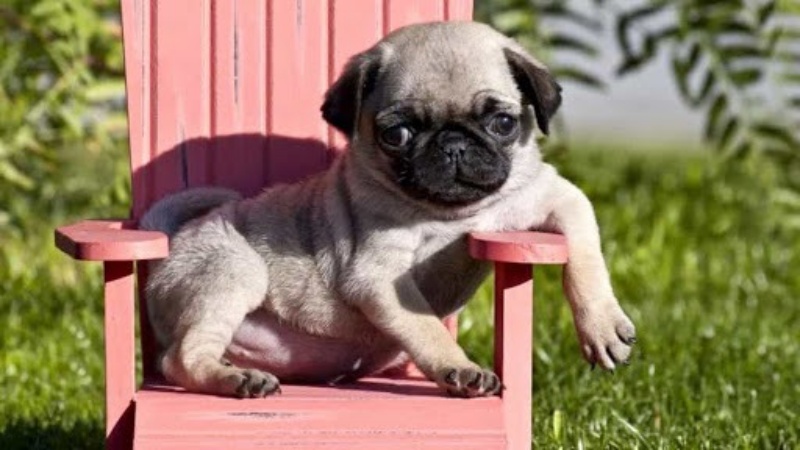 Pug là một trong những giống chó được nuôi phổ biến nhất.