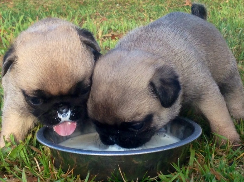 Nếu chó từ 2 tháng trở đi thì bạn có thể cho chó uống sữa trực tiếp từ khay đựng thức ăn.