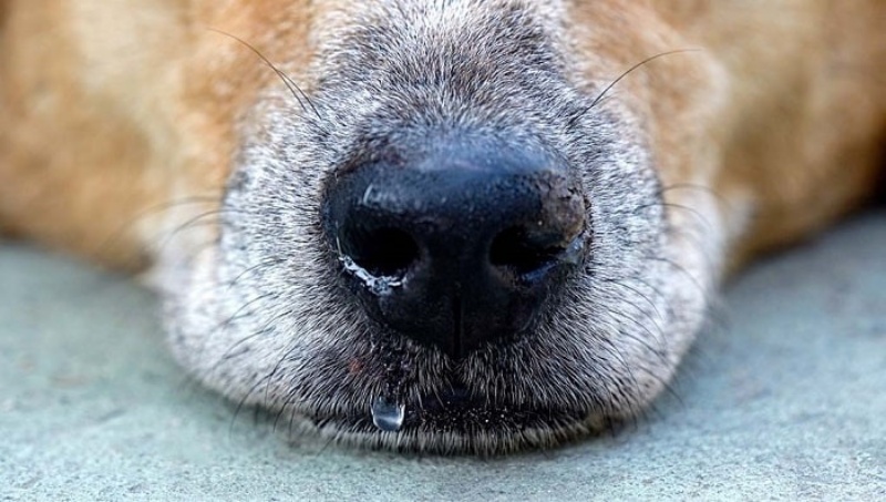 Có rất nhiều nguyên nhân khiến chó bị sổ mũi, trong số đó phổ biến nhất là do virus hoặc do dị ứng.