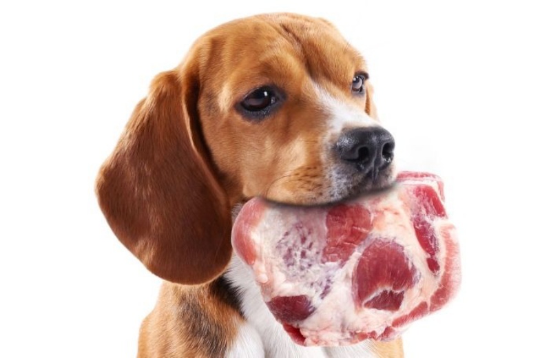Tùy khẩu vị của mỗi chú cún mà thịt sống có ngon hay không.