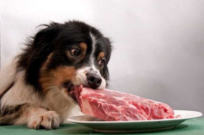 Khuẩn Salmonella là vi khuẩn dễ trú ngụ và gây ảnh hưởng nhiều nhất đến sức khỏe của chó.