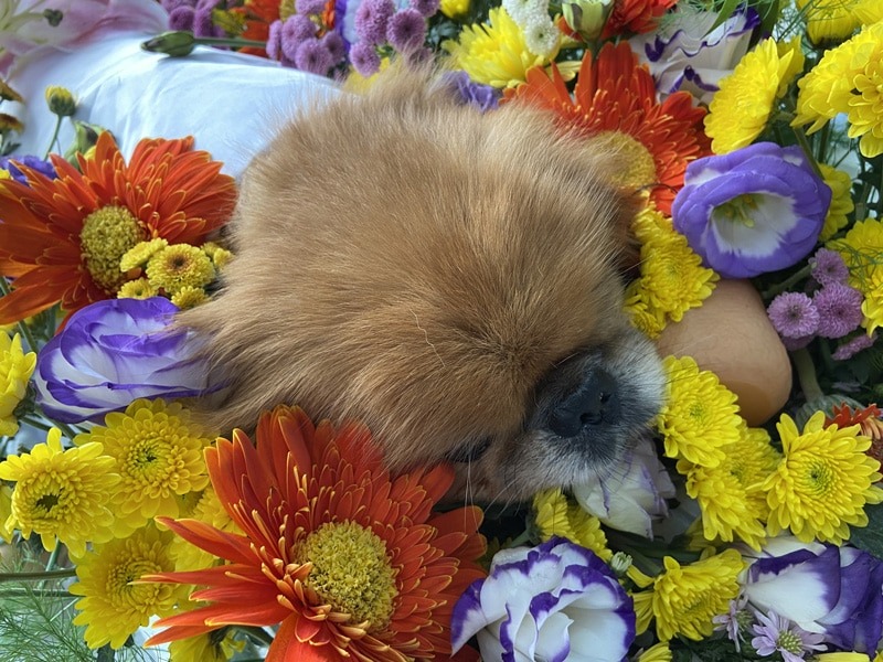 Vì sao nên chọn dịch vụ hỏa táng chó mèo tại Thi Thi?