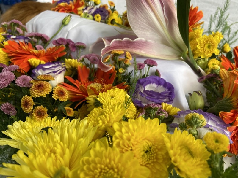 Thú y Thi Thi là bệnh viện thú y có dịch vụ hoả táng thú cưng tốt nhất