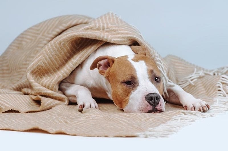 Những lúc trời nắng gắt, bạn không nên dẫn chó ra ngoài.