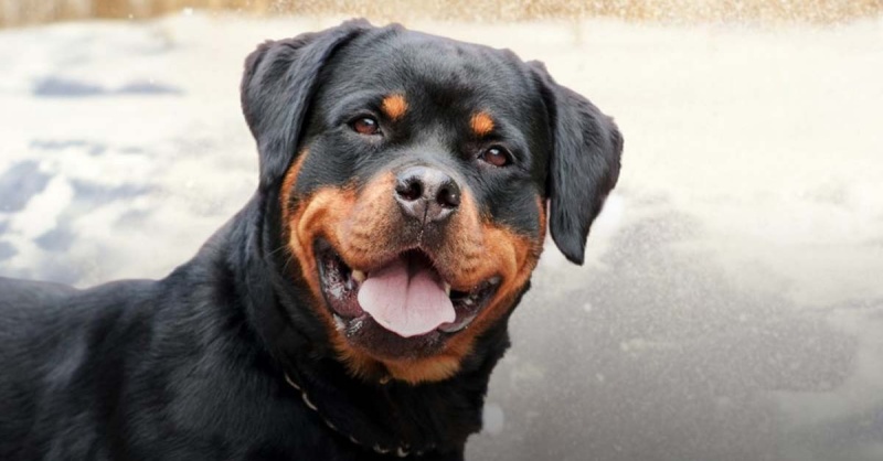 Nhìn từ bên ngoài có thể giúp bạn xác định được chó đang ở giai đoạn nào của cuộc đời.