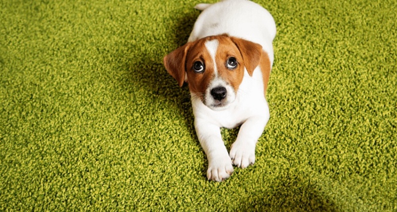 Vận động sẽ giúp ngăn chặn được một số căn bệnh và tăng tuổi thọ của cún cưng.