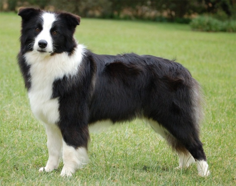 Chó Border Collie khá hiếu động, thông minh và vô cùng chăm chỉ