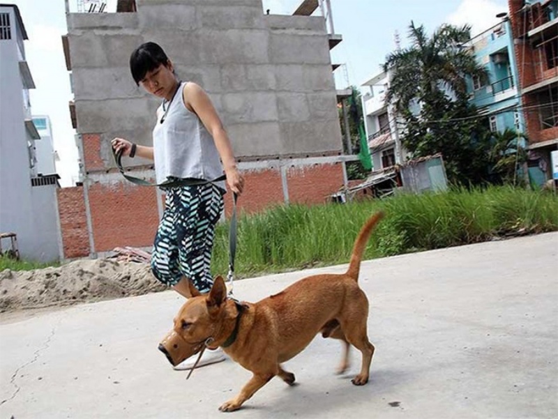 Với chó dữ khi ra ngoài nên rọ mõm để tránh ảnh hưởng đến người khác