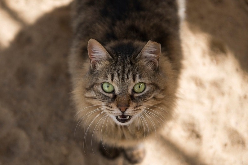 Nếu bạn cho mèo uống nhiều sữa bò, nguy cơ cao là bé sẽ bị tiêu chảy.