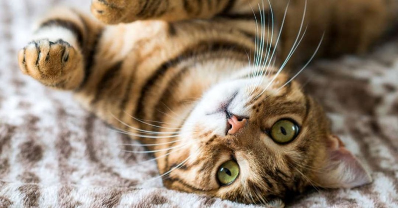 Mèo có Mèo có thể uống nước biển trong trường hợp chúng quá khát.thể uống nước biển trong trường hợp chúng quá khát.