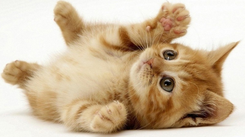 Mũi của mèo là độc nhất.