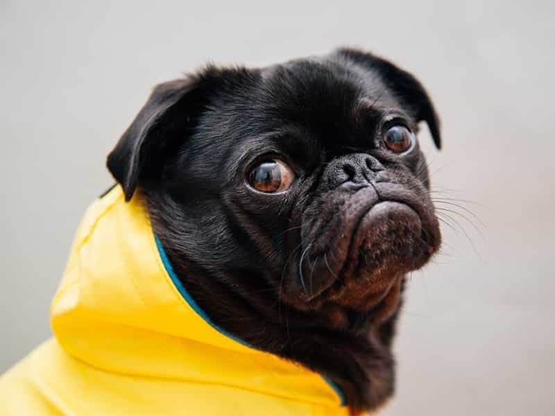 Bạn không nên cho chó ăn quá nhiều các loại thực phẩm chức năng có omega-3 vì cún sẽ bị đau bụng.