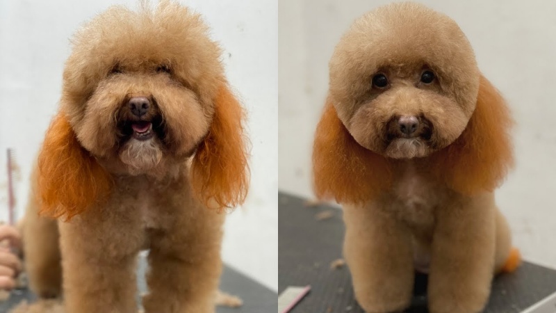 Poodle sở hữu bộ lông xoăn đáng yêu sau khi được cạo lông máu